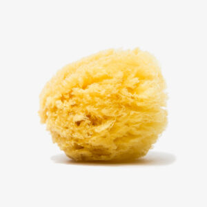 Natural Sea Sponge - Image 4